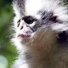 Thomas leaf monkey, Bukit Lawang Sumatra