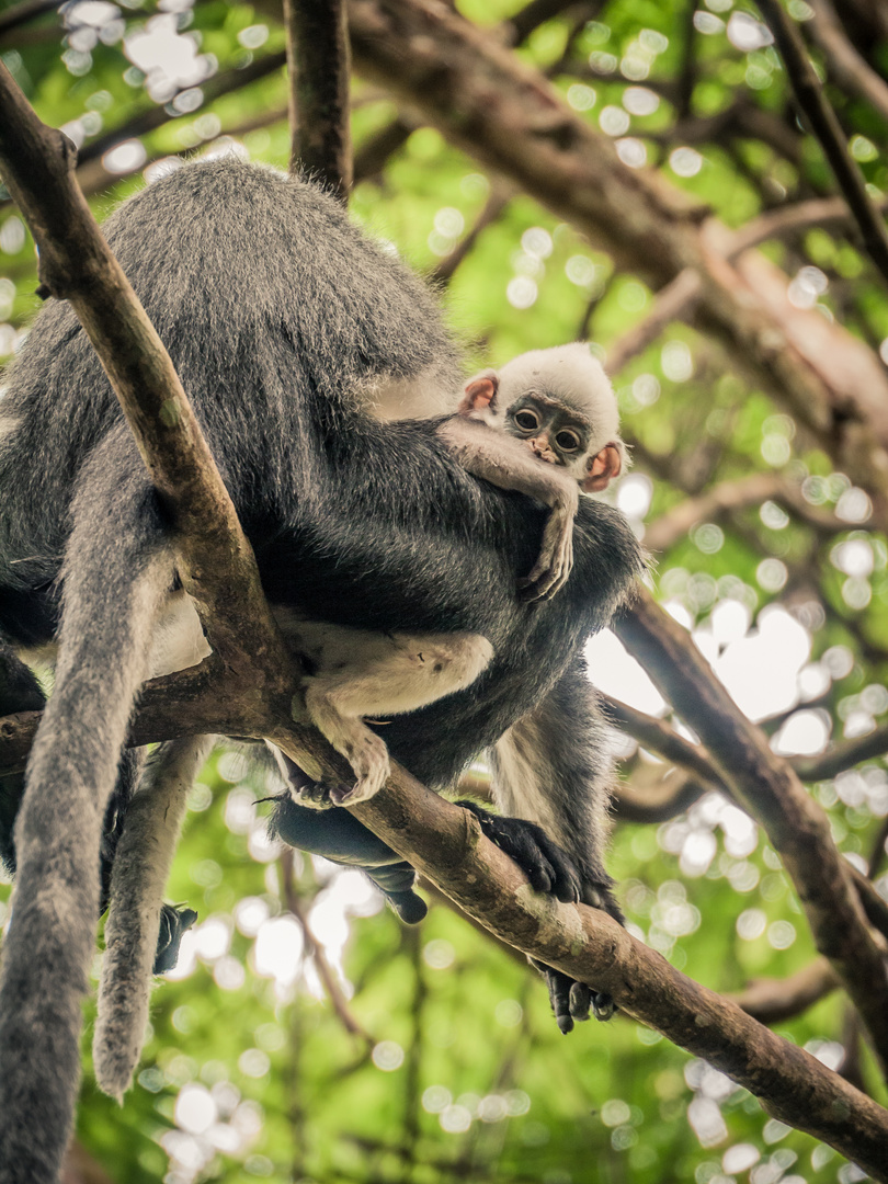 Thomas Leaf Monkey