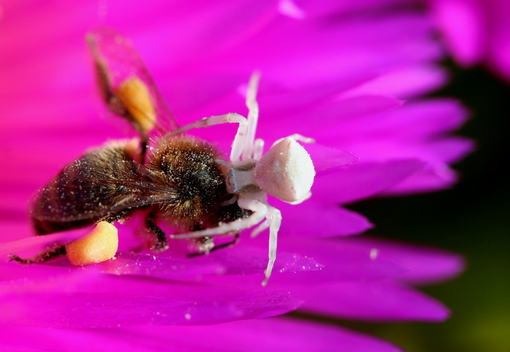 Thomise (araignée) agressant un bourdon