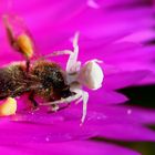 Thomise (araignée) agressant un bourdon