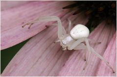 Thomise Misumena vatia