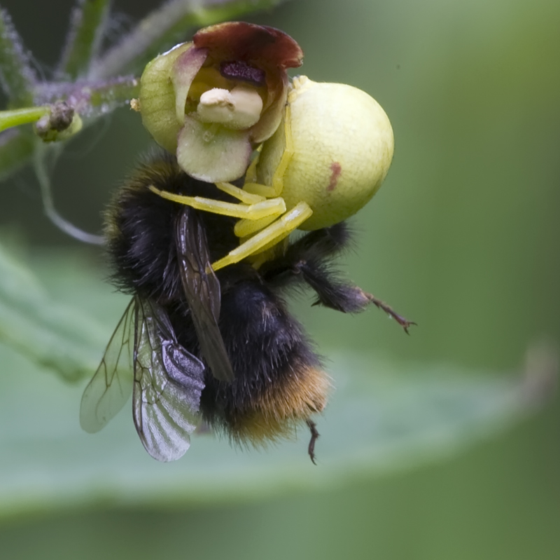 Thomise Misumena vatia et Bombus lapidarius