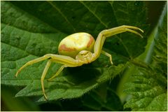 Thomise Misumena vatia femelle