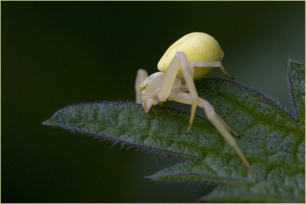 Thomise Misumena vatia femelle (3)