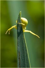 Thomise Misumena vatia femelle (4)