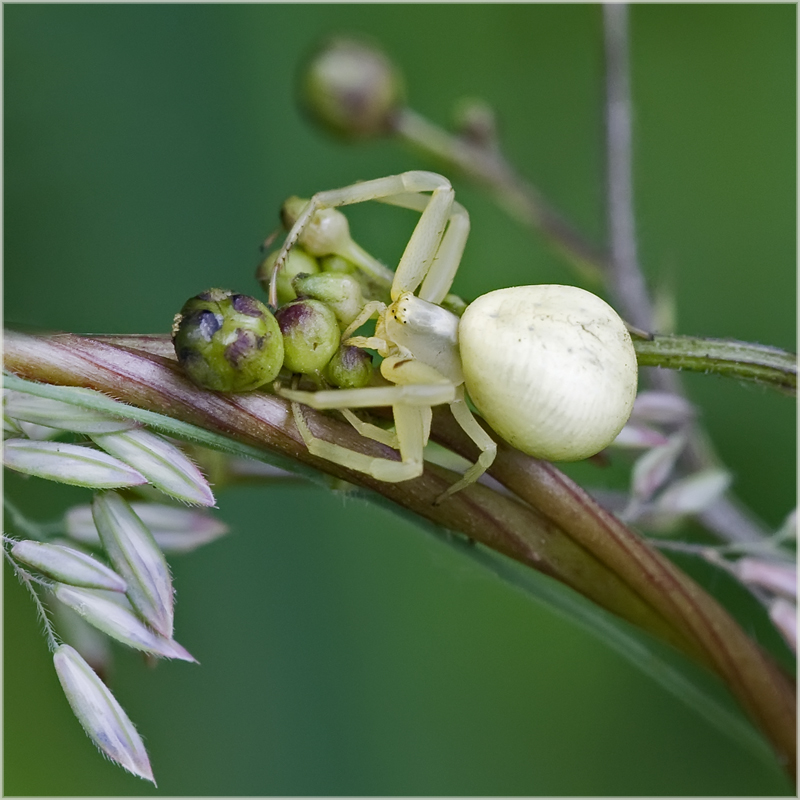 Thomise, Misumena vatia femelle