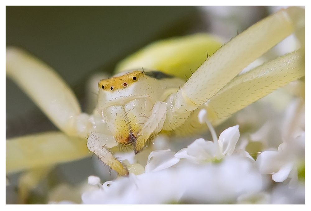 Thomise, Misumena vatia femelle