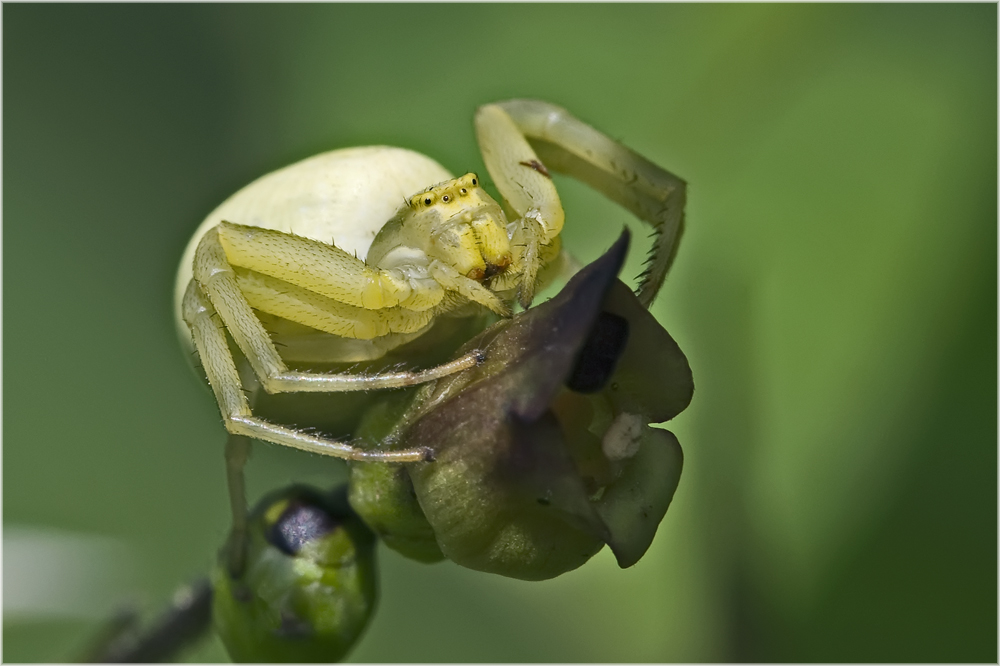 Thomise, Misumena vatia femelle