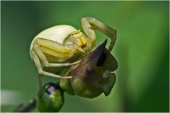 Thomise, Misumena vatia femelle