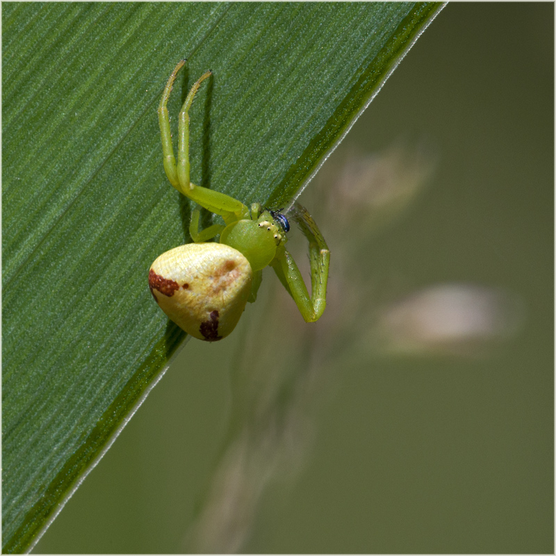 Thomise Misumenops tricuspidatus