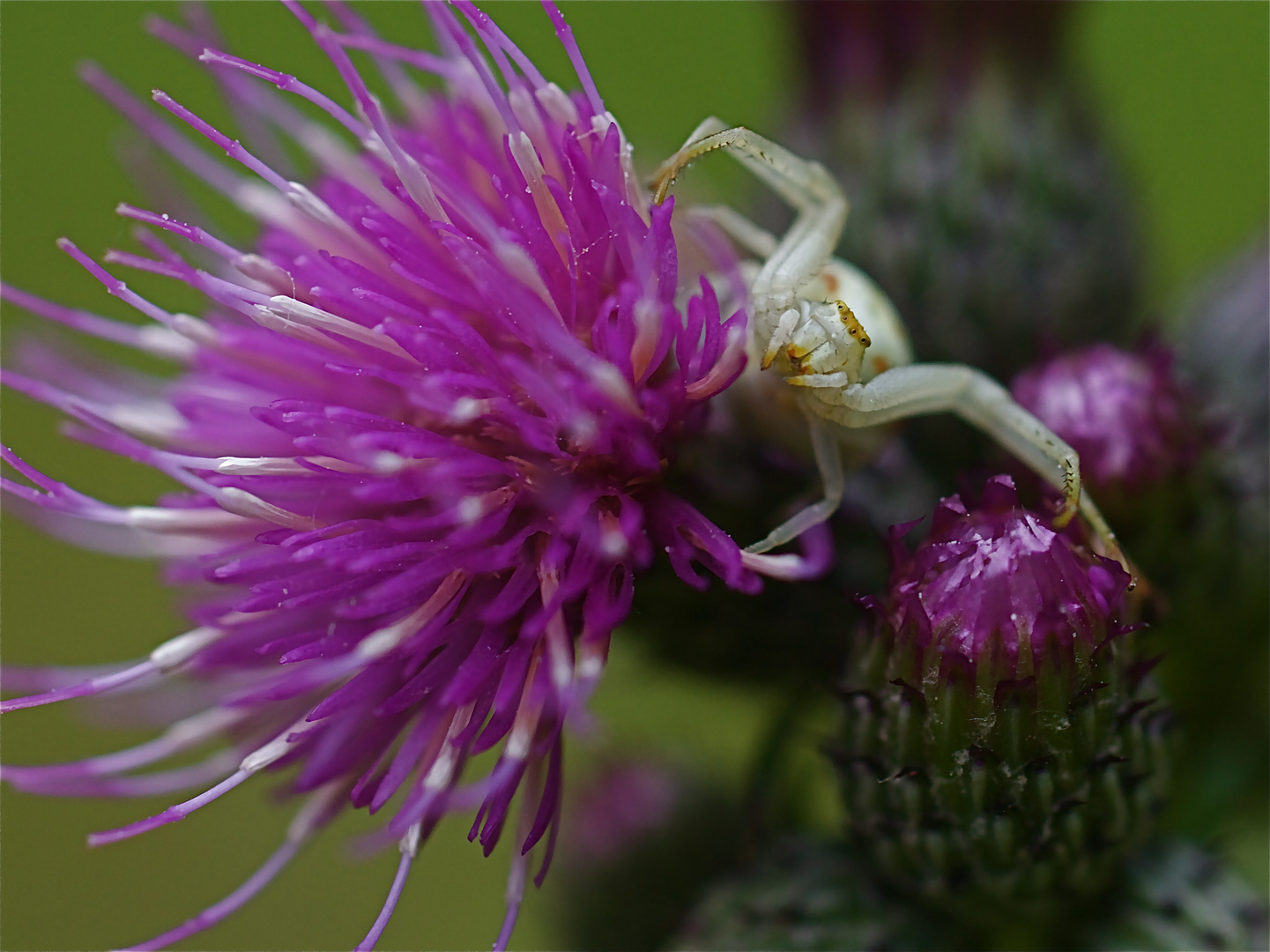 Thomise ou araignée crabe