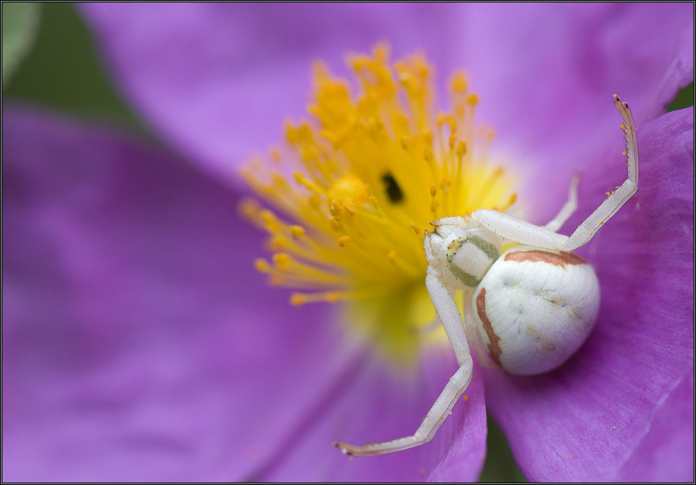 Thomise sur fleur de cyste