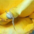 Thomise sur rose jaune