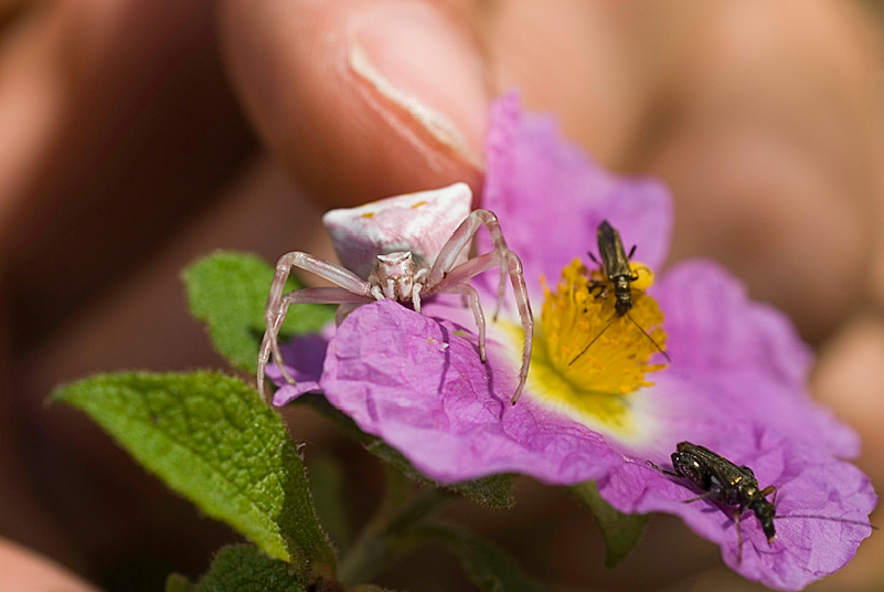 Thomisidae