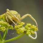 Thomisidae 