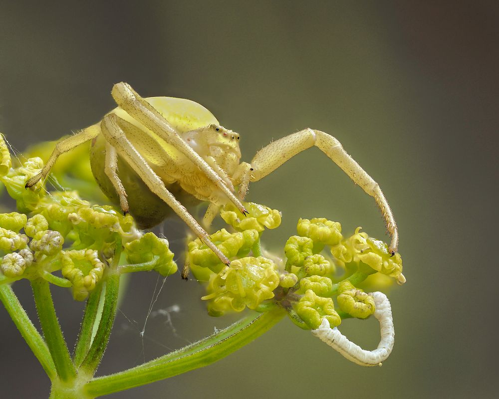 Thomisidae 