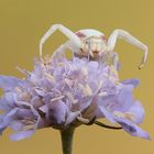 Thomisidae Misumena Vatia