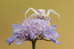 Thomisidae Misumena Vatia