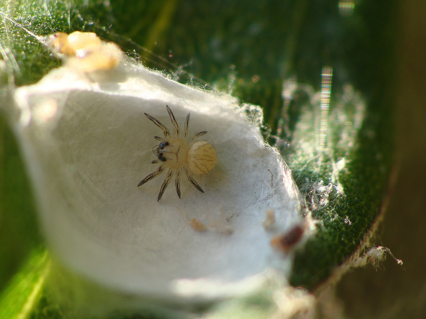 Thomisidae sp. - Knirps