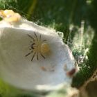 Thomisidae sp. - Knirps