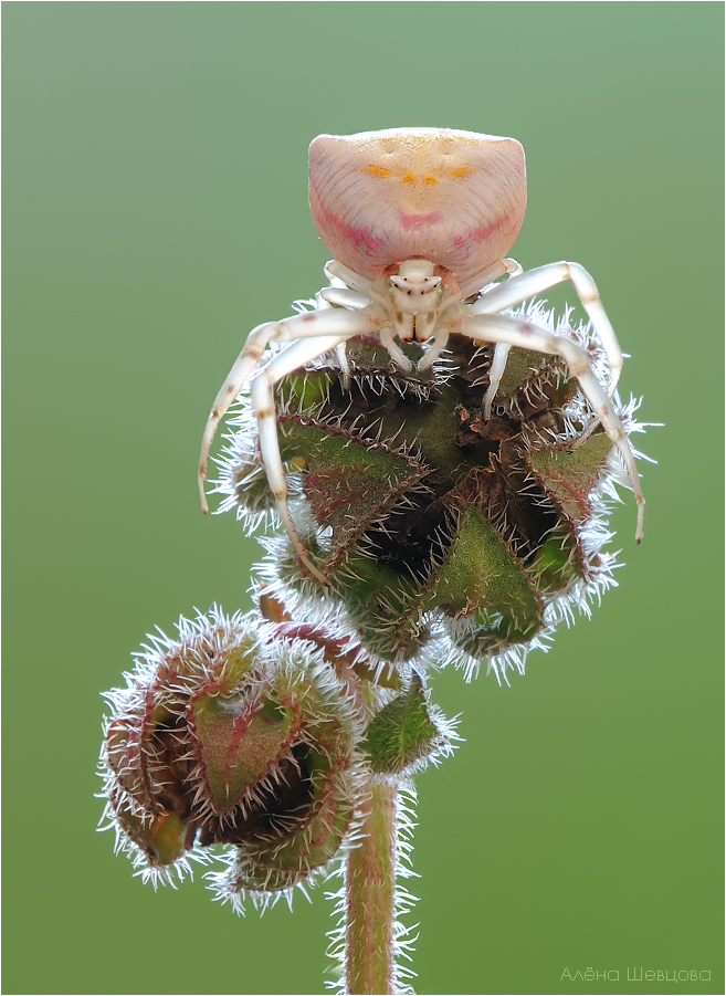 Thomisus onustus Foto & Bild tiere, wildlife, spinnen Bilder auf