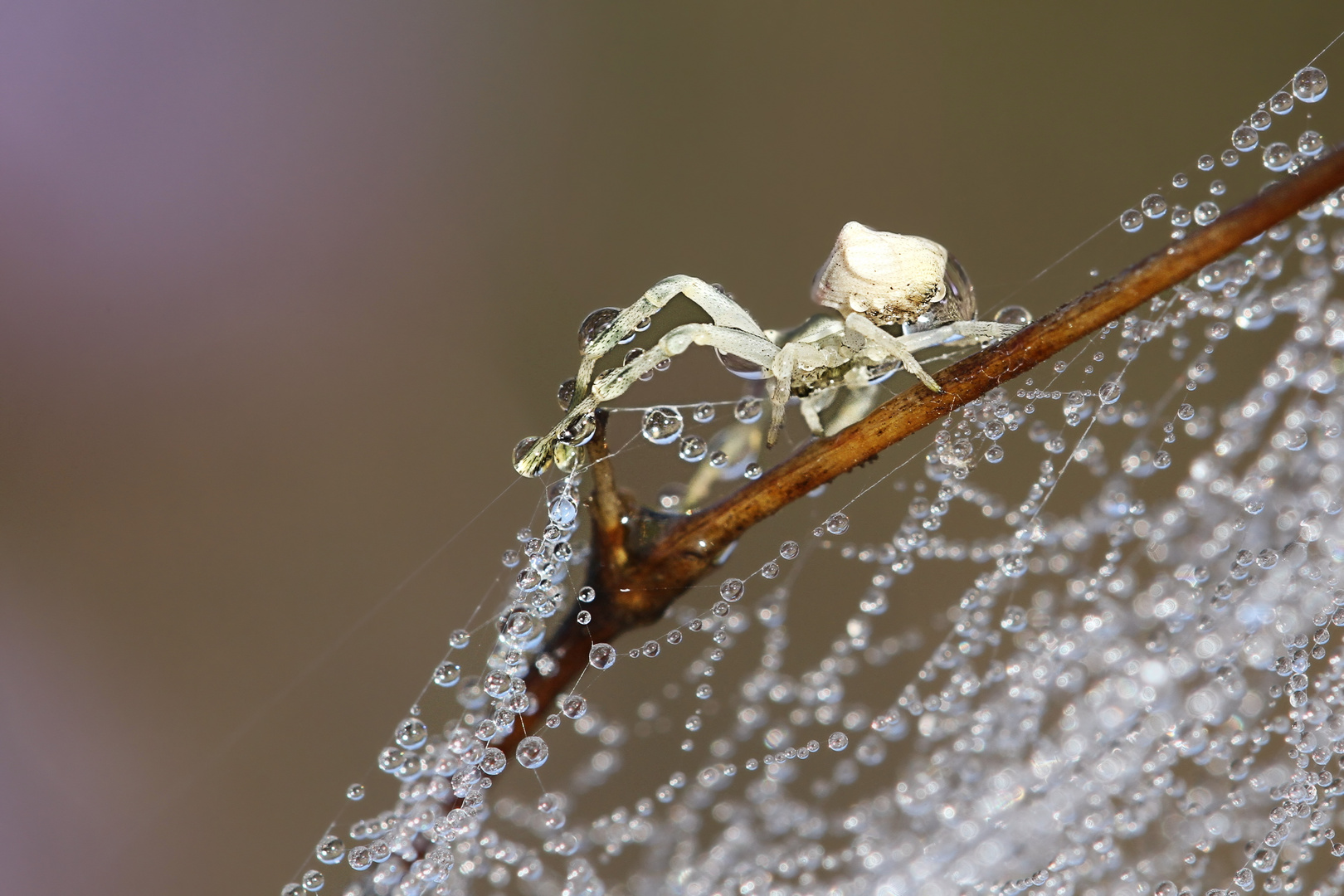 Thomisus onustus Foto & Bild makro, natur, tiere Bilder auf