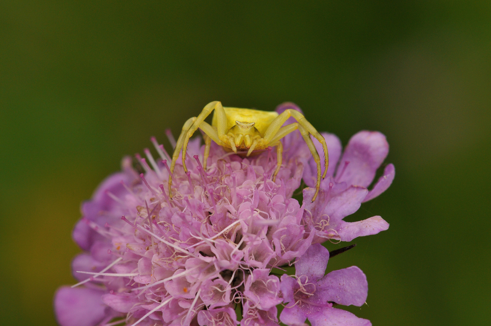 Thomisus onustus bis