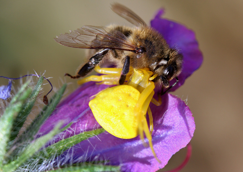 thomisus onustus