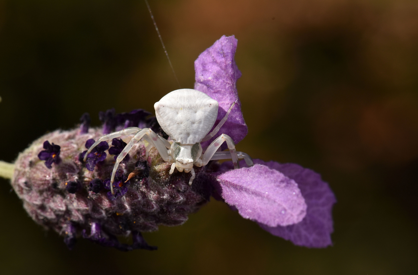 Thomisus onustus