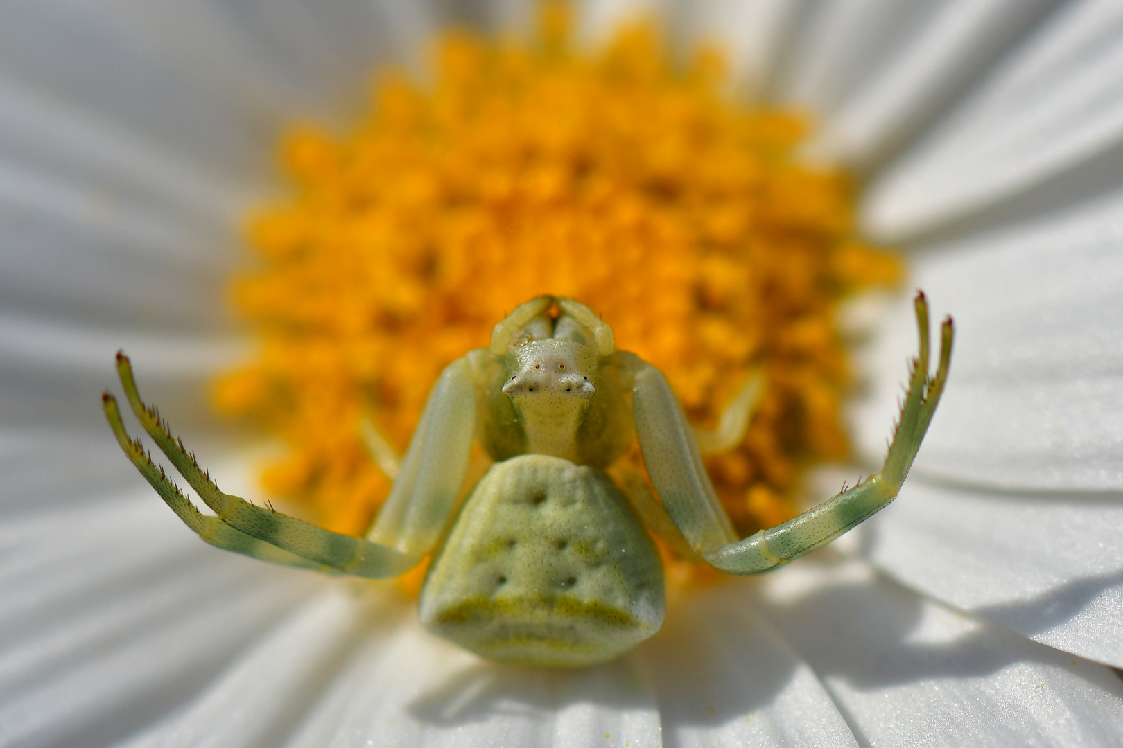 Thomisus onustus, gehöckerte Krabbenspinne.