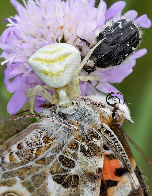 Thomisus onustus - kvetarik menlivy