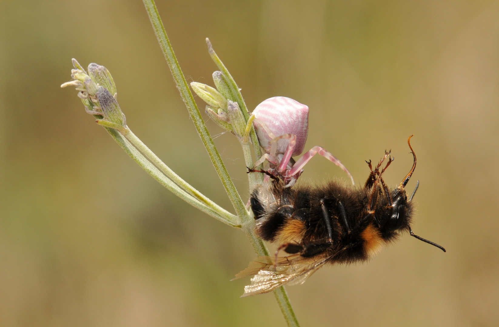 Thomisus onustus ter