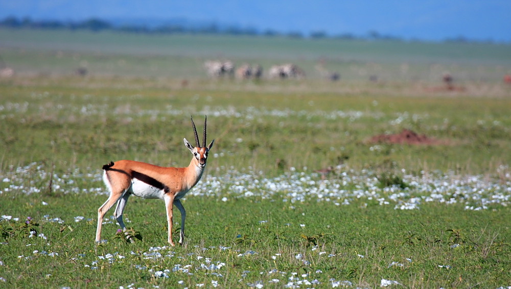 Thompson gazelle.