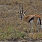 Thompson's gazelle...