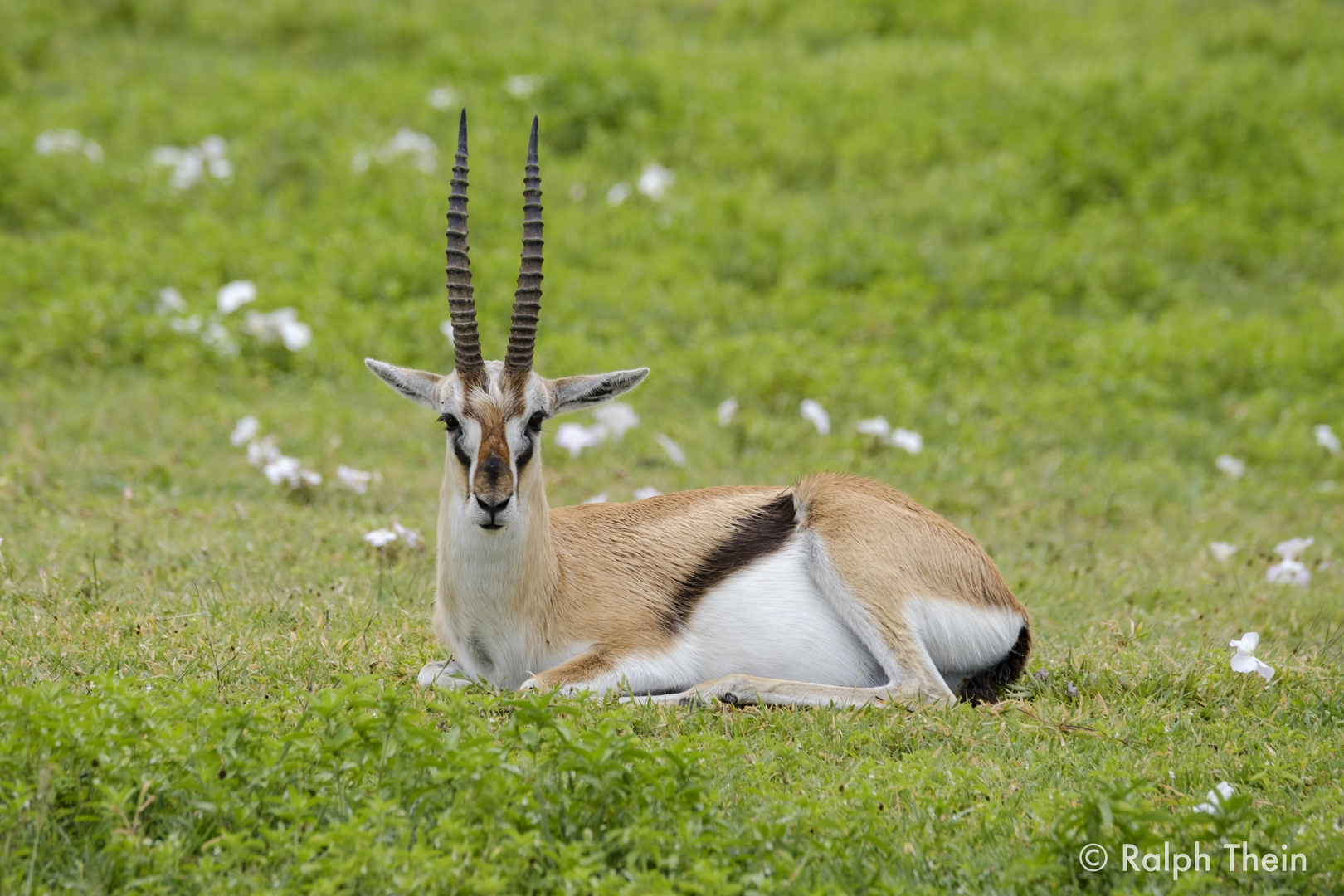 Thomson-Gazelle