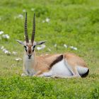 Thomson-Gazelle