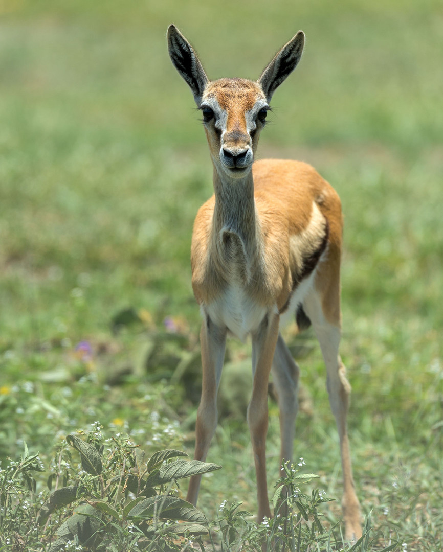 Thomson-Gazelle