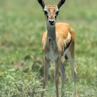 Thomson-Gazelle