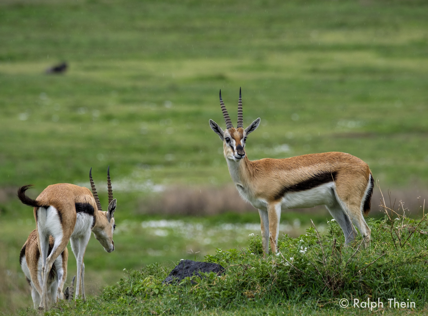 Thomson-Gazelle