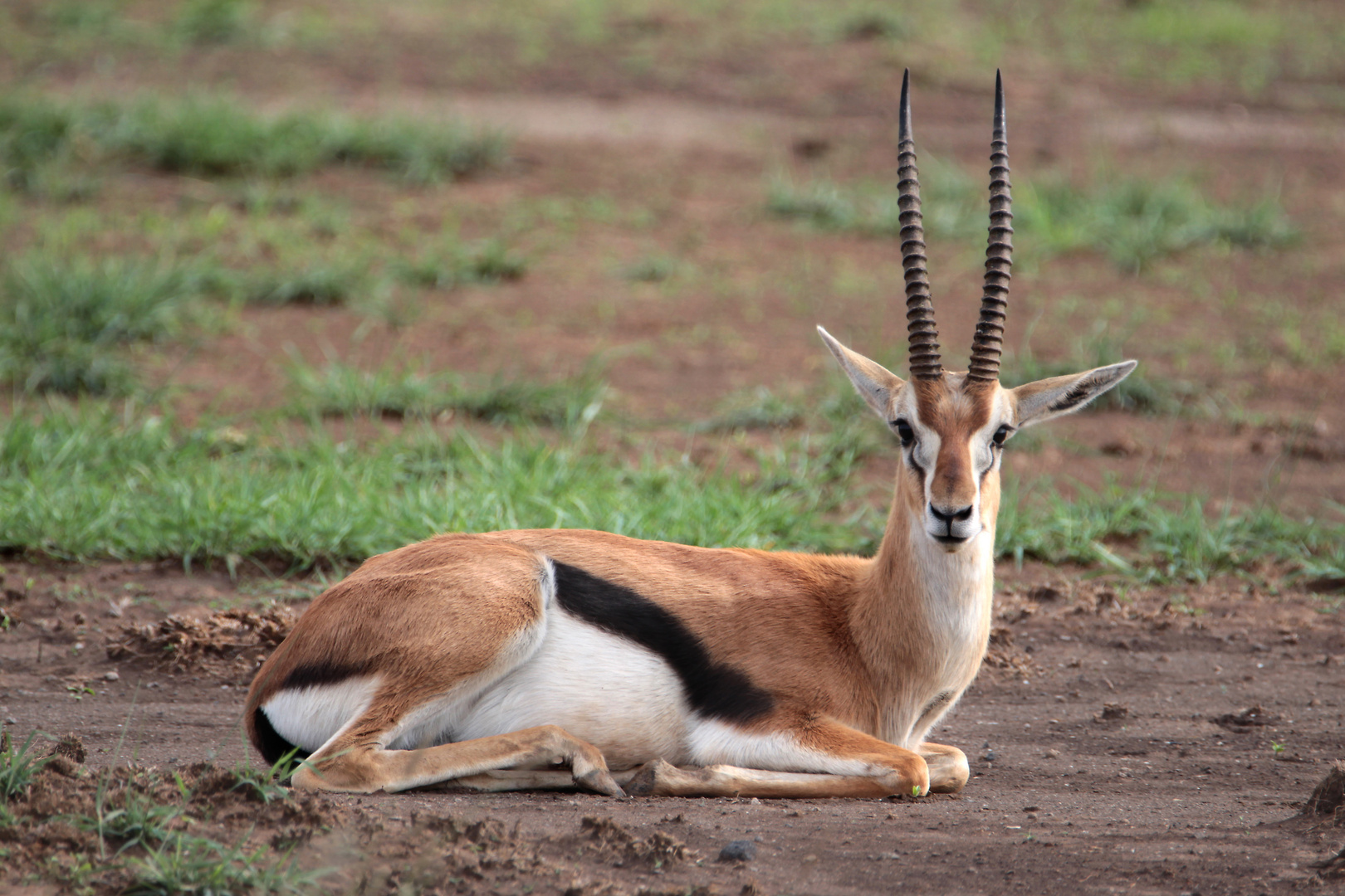 Thomson-Gazelle (Bock) im Nationalpark Amboseli, Kenia