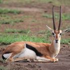 Thomson-Gazelle (Bock) im Nationalpark Amboseli, Kenia