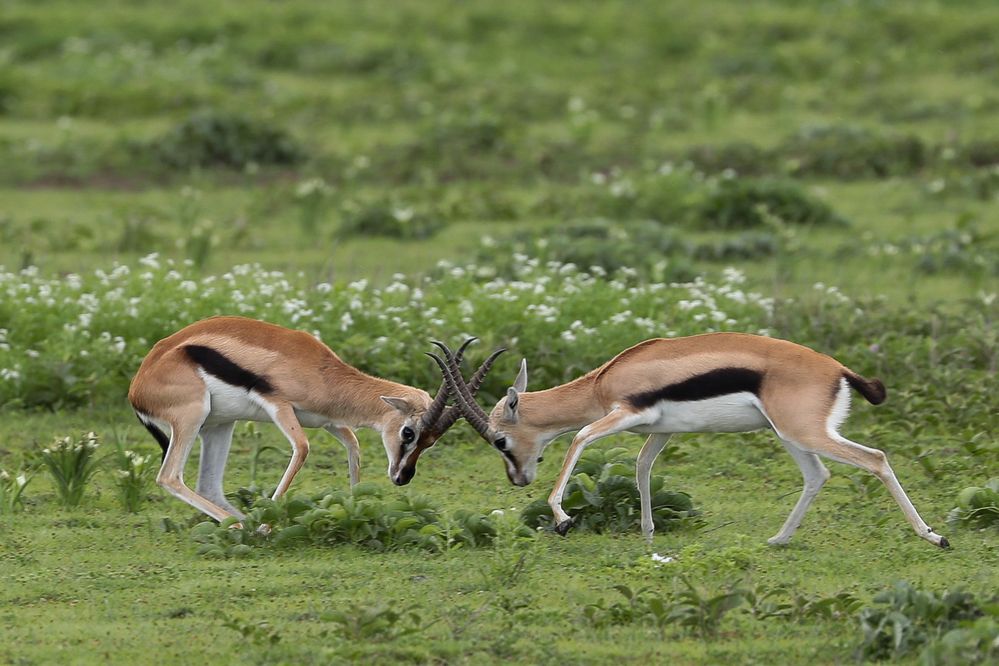 Thomson-Gazelle (Eudorcas nasalis)