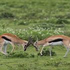 Thomson-Gazelle (Eudorcas nasalis)