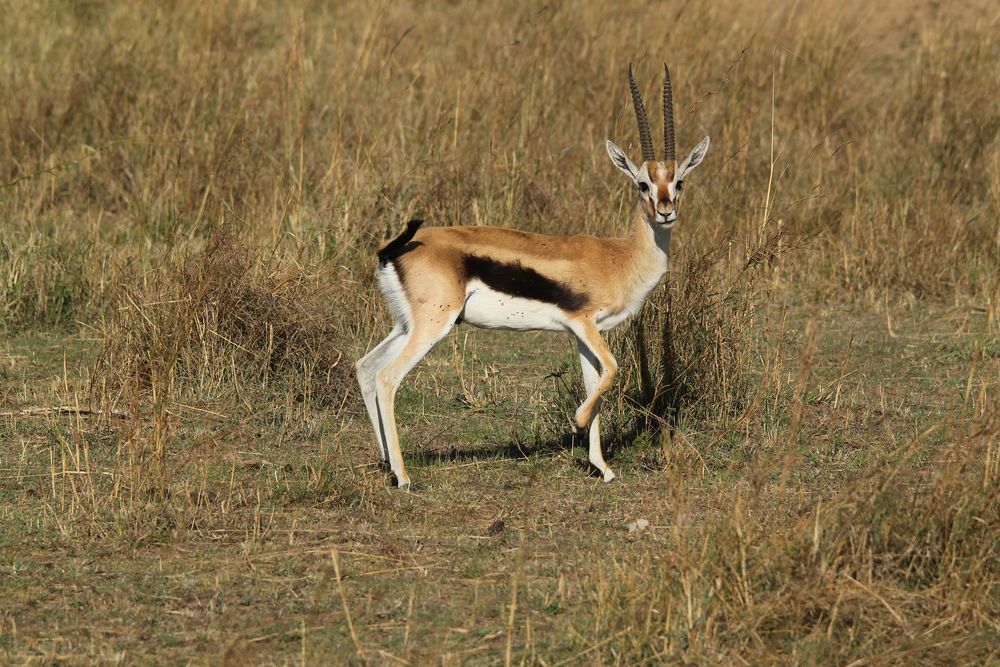 Thomson Gazelle - Eudorcas thomsoni -- heut mal alleine in FC