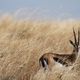 Thomson Gazelle im hohen Gras der Masai Mara