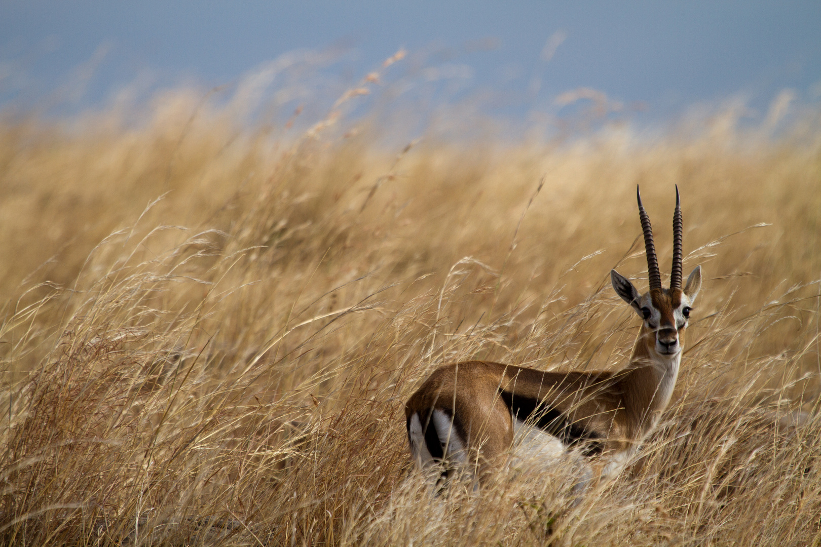 Thomson Gazelle im hohen Gras der Masai Mara