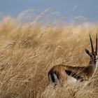 Thomson Gazelle im hohen Gras der Masai Mara
