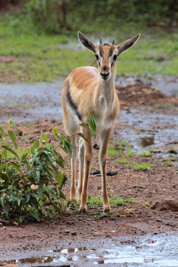 Thomson-Gazelle in Kenia