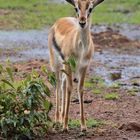 Thomson-Gazelle in Kenia