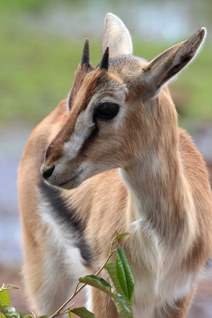 Thomson-Gazelle in Kenia (Nairobi)